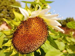 -花开海上生态园