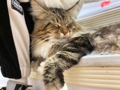 -COLOR PETS 撸猫馆·购猫·猫咖(长风大悦城店)