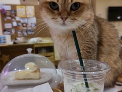 -滚猫咖啡·猫咖·猫友好撸猫(未来城店)