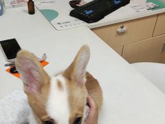 -瑞鹏宠物医院·超声·骨科·奇麟分院(蜀都万达店)