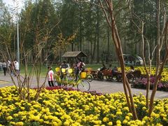 -合肥滨湖国家森林公园