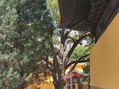 -挂甲禅寺