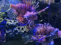 -太平洋海底世界