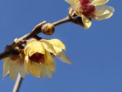 -国家植物园南园