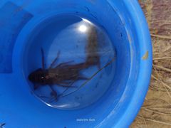 -梁子湖东篱老屋生态庄园