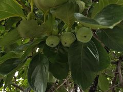 -广西壮族自治区药用植物园
