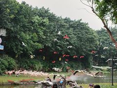 -广州长隆飞鸟乐园