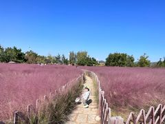 -羊亭河湿地公园