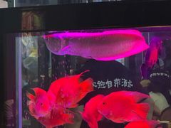 -五丁桥光头香辣蟹(望江橡树林店)