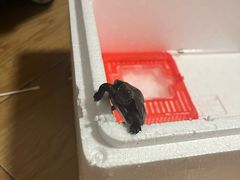 -奥体中心游泳馆