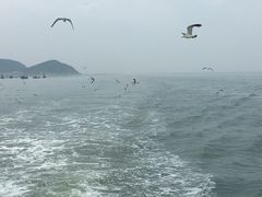 -长岛万鸟岛