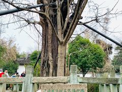 -上海佘山国家森林公园天马山园