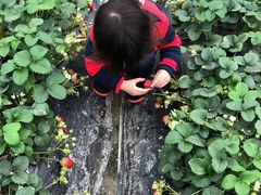 -小鱼草莓采摘园农家乐·小鱼餐厅