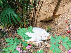 -谷咖啡·鲜花绿植花园餐厅