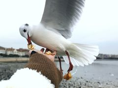 -栈桥景区