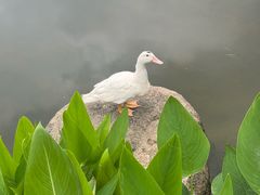 -四海公园(南山区)