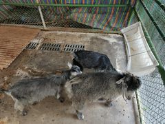 -成都安仁福朋喜来登酒店