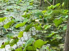 -昆山城市生态森林公园