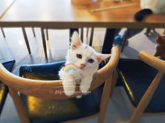 -平行世界·猫咖(首经贸店)