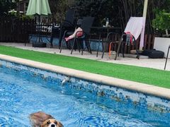 -汪说喵讲宠物乐园宠物酒店(红星美凯龙店)