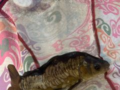 -酷鱼垂钓CLUB(朝阳区博大路店 )