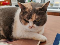 -有猫主题·治愈系猫咖(曾厝垵店)