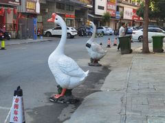 -巢湖名吃·东关老鹅汤(江南风情街店)