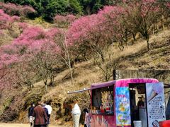 -新建村梅花