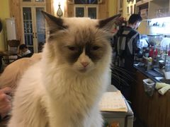 -猫色咖啡·猫咖