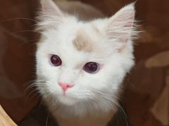 -楼上猫咖(罗湖店)