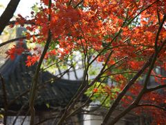 -秋霞圃