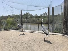 -盐城丹顶鹤湿地生态旅游区