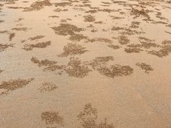 -日照海滨国家森林公园