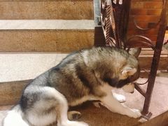 -more than meow吴止猫主题餐厅(承德 中船汇店)