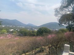 -香雪海
