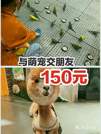 150元，全家一起来萌宠啦
