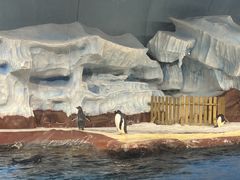 -海合安武汉极地海洋公园