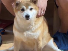 -是阿柴呀！柴犬咖啡·爱喵喵猫咖