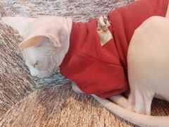 -藏猫猫咖啡主题馆(中央大道店)