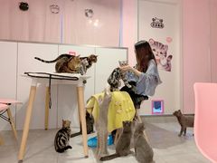 -三花喵·撸猫购宠·宠物生活馆(虹桥南丰城店)