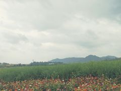 -光明小镇欢乐田园