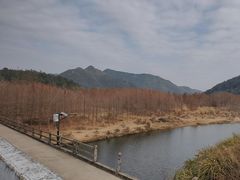 -小芝红树林