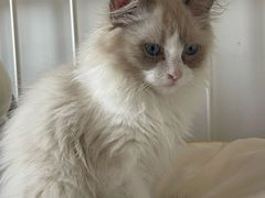 -伟伟宠物医院·瑞派猫友好医院·猫科(光谷店)