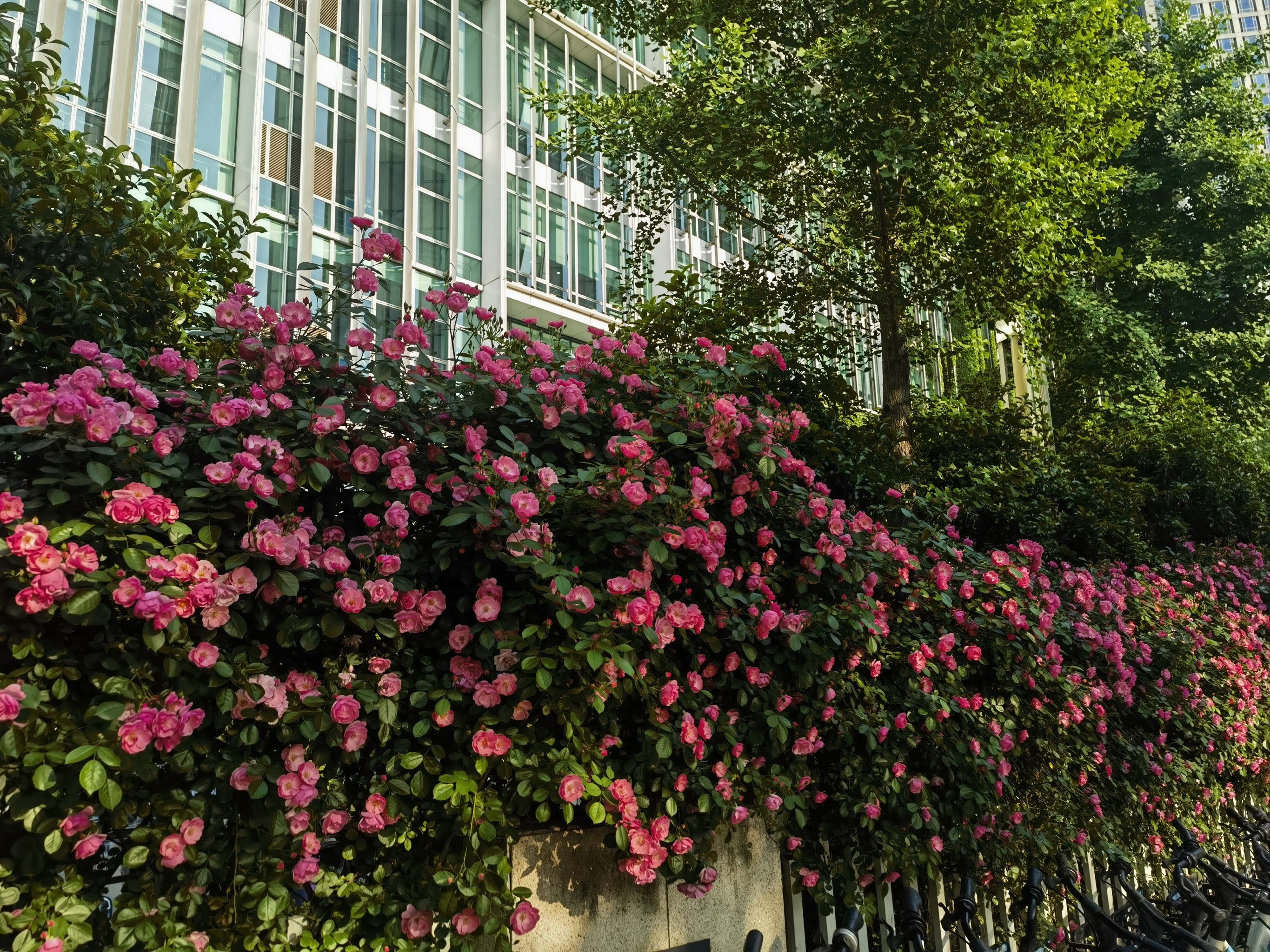 南图的蔷薇花墙