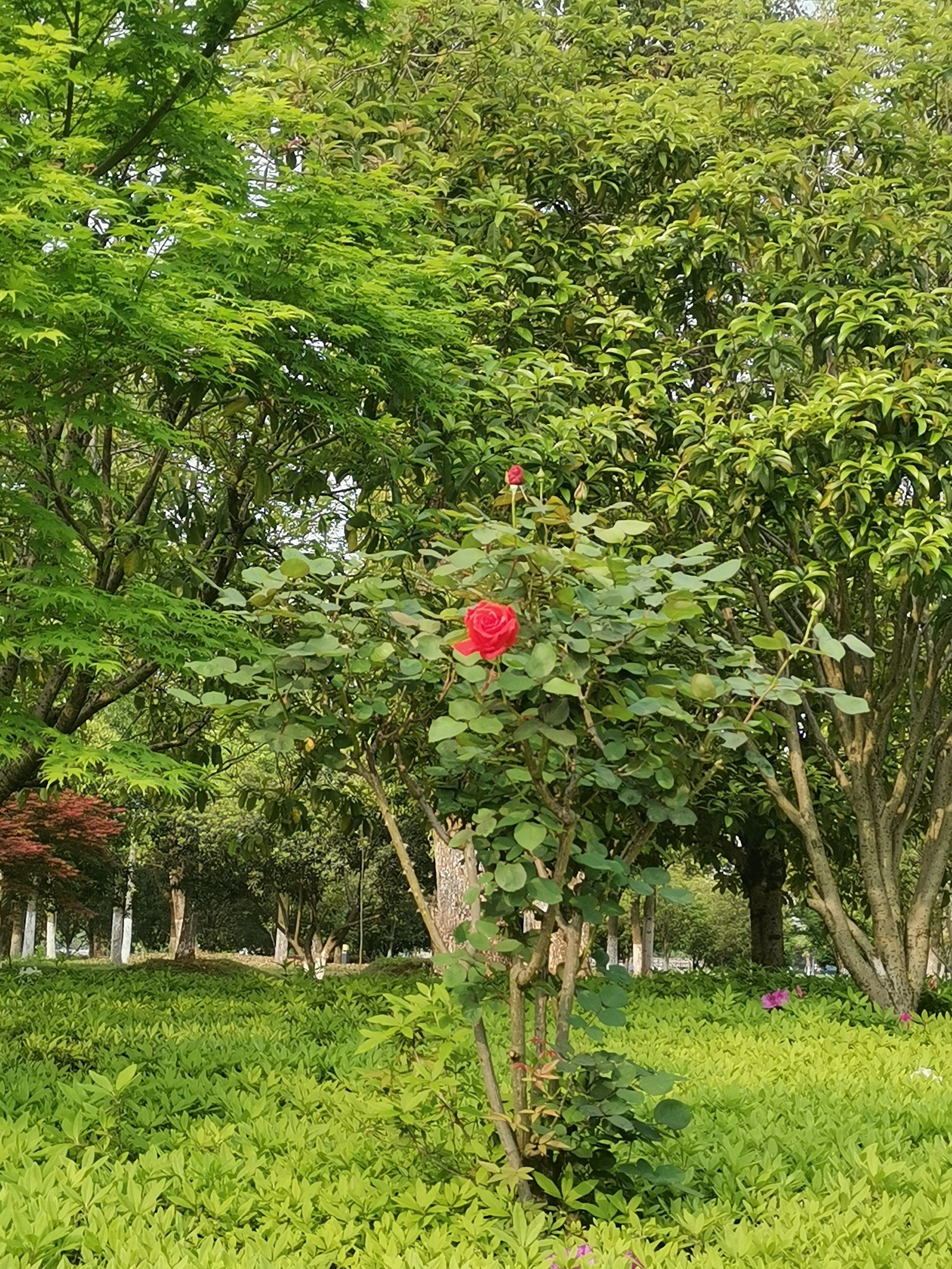 万绿丛中一点红 大众点评