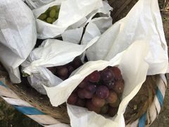 -马陆小张葡萄园农家乐