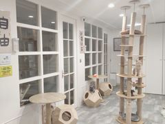 -楼上猫咖(罗湖店)
