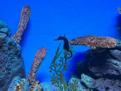 -上海海洋水族馆