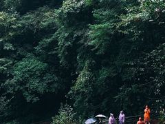 -碧峰峡风景区