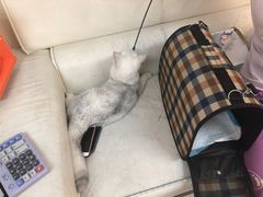 -lincat·猫舍(广州店)